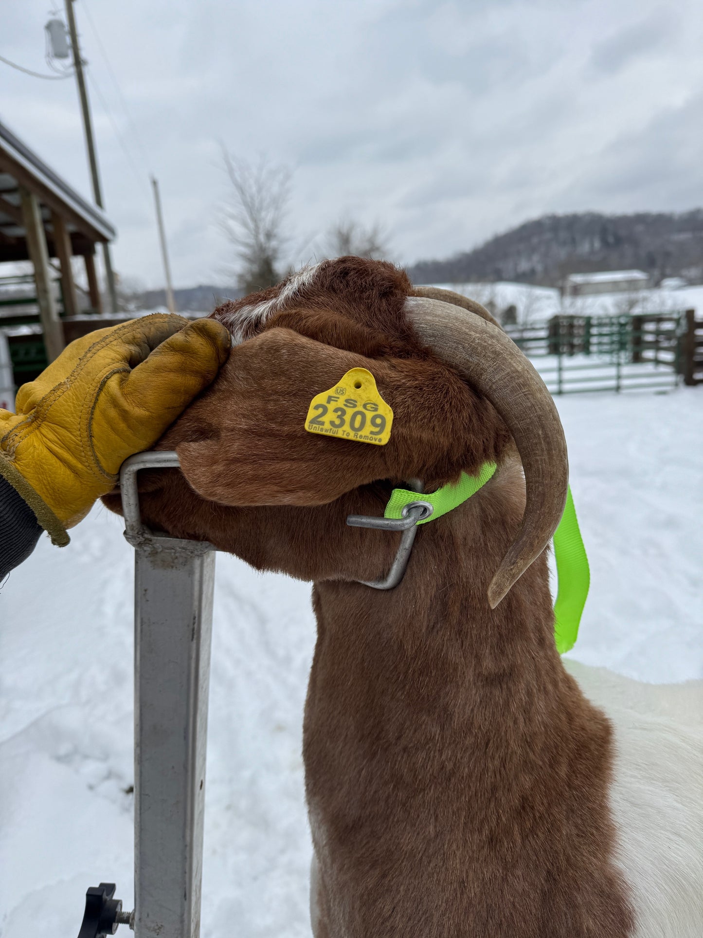 The Herd Handler