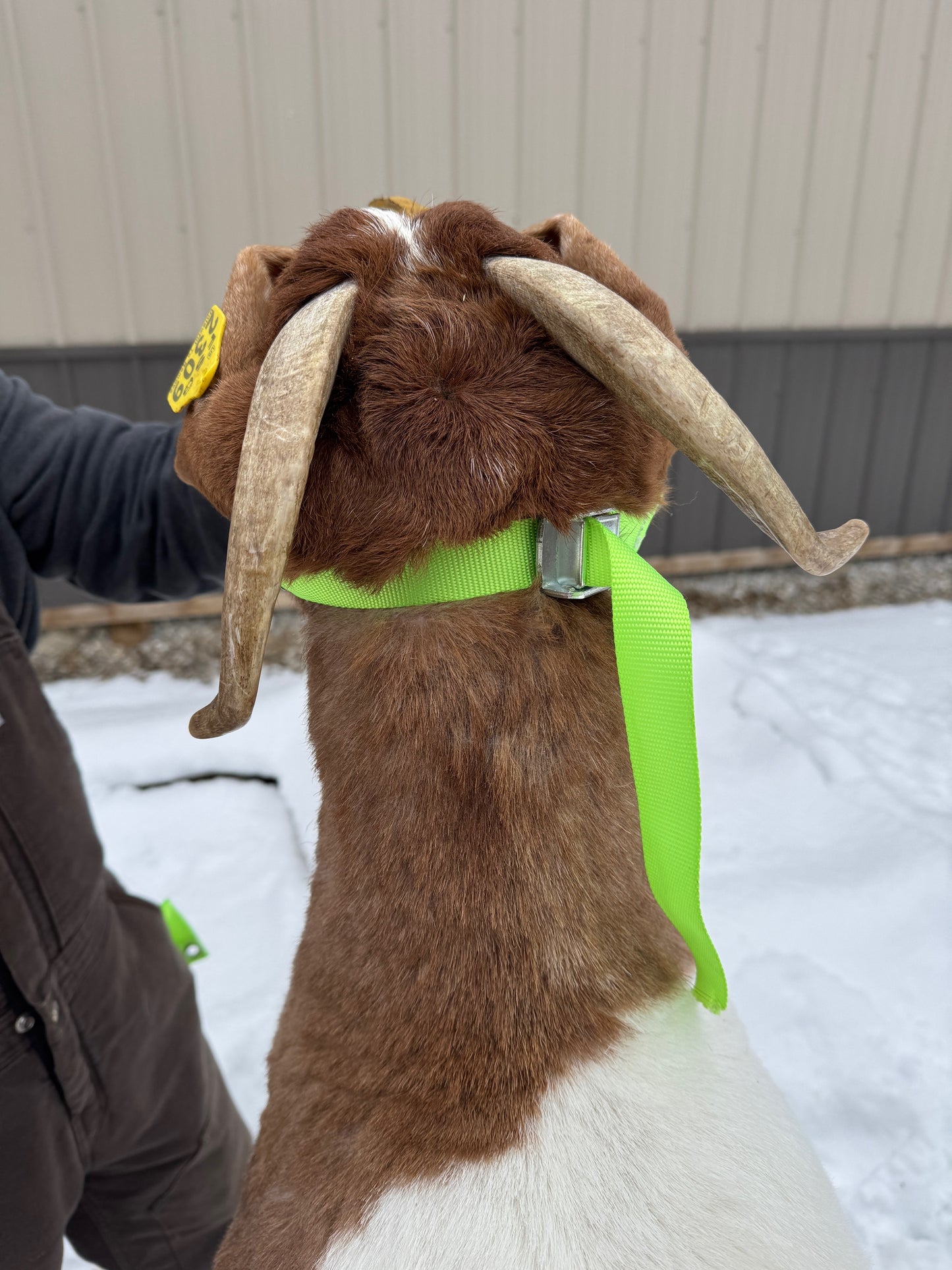 The Herd Handler