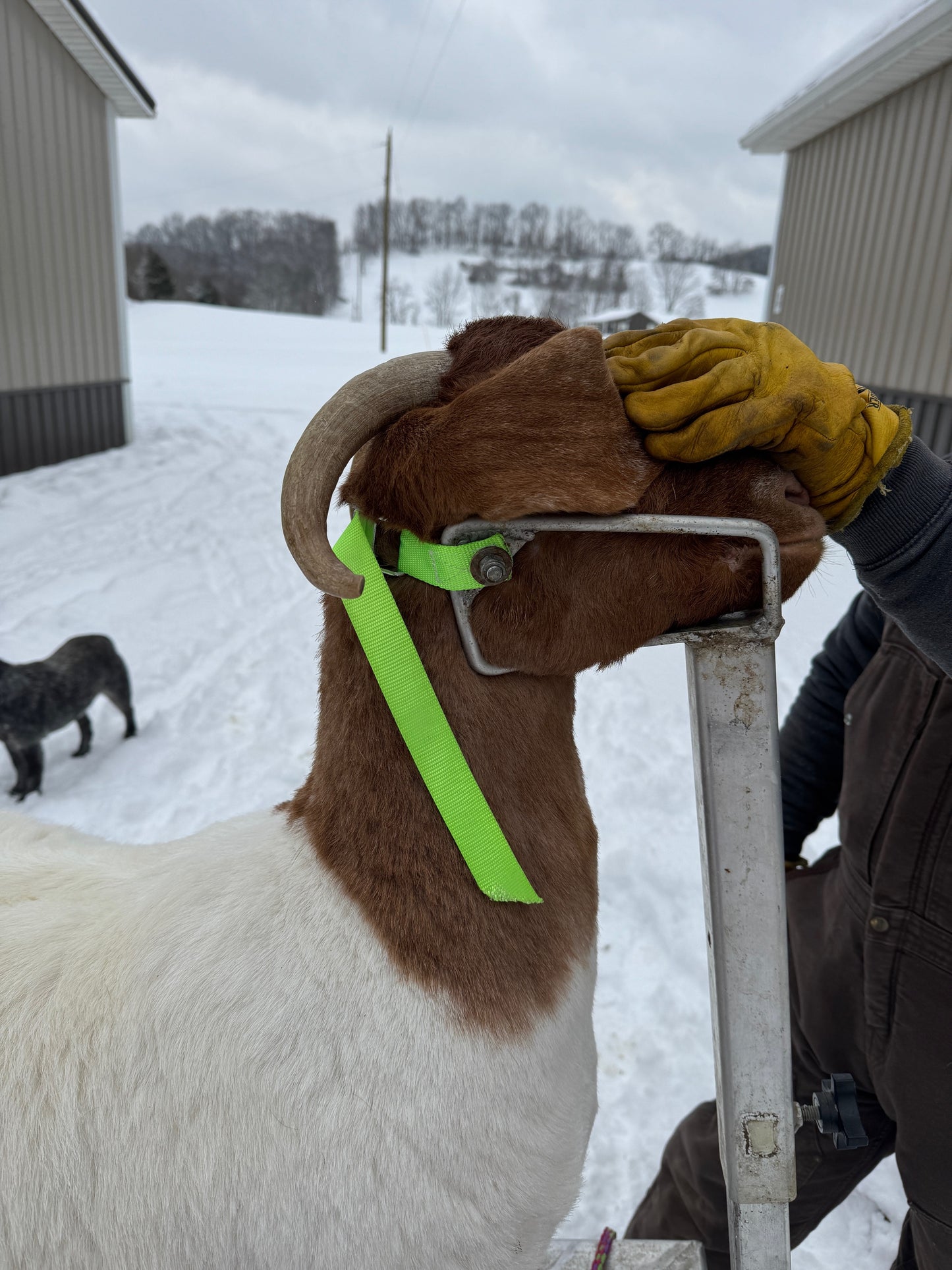 The Herd Handler